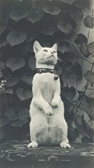 Drucke von Katze im Garten von Eakins, um 1880 bis 1890 Thomas Eakins Drucke: Katze im Garten von Eakinns, um 1880-1890. Ersteller: Thomas Eakins