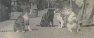Black And White Cat Photos Drucke: Four Cats, ca. 1895. Creator: Thomas Eakins