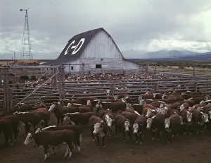 Rural Life In America Drucke: Cattle in corrals on ranch, Beaverhead County, Mont. 1942. Creator: Russell Lee