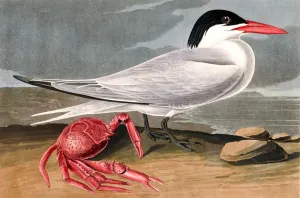 Historical Ornithology Prints Drucke: Cayenne Tern, Sterna Maxima, 1845