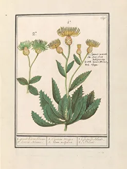 Centauren (Centaurea), 1596-1610. Ersteller: Anselmus von Boöt, Elias Verhulst