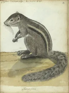 Sri-Lankischer Eichhörnchen, (Atlantoxerus getulus), 1785. Erfinder: Jan Brandes