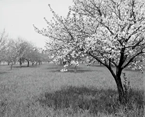 Heritage Art Photography USA Drucke: A Cherry tree, between 1900 and 1905. Creator: Unknown