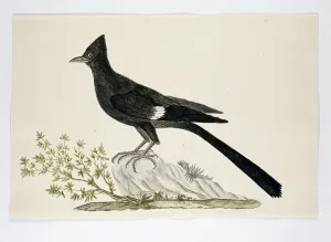 African Animal Portraits Drucke: Clamator jacobinus (Jacobin cuckoo), 1777-1786. Creator: Robert Jacob Gordon