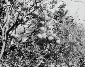 Vintage Fruit Photography Drucke: Cluster of grape fruit, between 1900 and 1920. Creator: Unknown