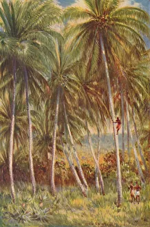 Historical Plant Illustration Drucke: Coco-nut Palms, 1924