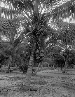 Vintage American Landscapes Drucke: Cocoanut trees, Lake Worth, Fla. between 1880 and 1897. Creator: William H. Jackson