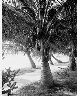 Coconut Palm Trees Drucke: Cocoanut trees, Palm Beach, Fla. between 1900 and 1906. Creator: Unknown