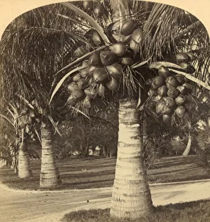 Coconut Palm Trees Drucke: Cocoanut Trees in the white sands of Florida. USA, c1900. Creator: Underwood & Underwood
