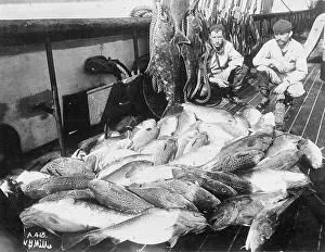 Black And White Fishing Images Drucke: Cod and halibut, between c1900 and c1930. Creator: Unknown
