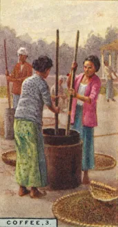 Kaffee, 3., Schälen der Körner in den Bohnen ,Java, 1928