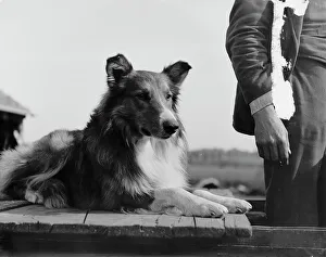 Black And White Dogs Drucke: Collie's head, c1900. Creator: Unknown