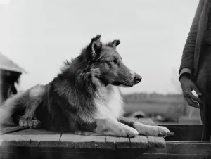 Black White Photography Drucke: Collie's head, c1900. Creator: Unknown