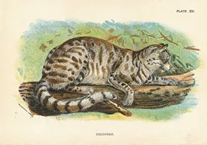 Wild Cat Portrait Drucke: Colocolo, 1896