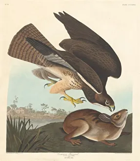 American Ornithology Prints Drucke: Common Buzzard, 1837. Creator: Robert Havell