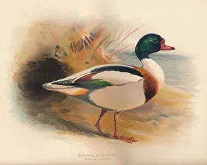 Charles Whymper Artwork Drucke: Common Sheldrake (Tadorna cornuta), 1900, (1900). Artist: Charles Whymper