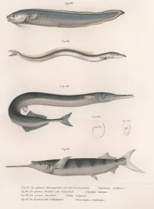 Drucke von Gewöhnlicher Schlangenfisch oder Gewöhnliche Sandelsaier oder Toberis-Fisch; Der Gemeine Hornhecht um 1850 Sandaal Drucke: Gemeiner Schlangenfisch, Gemeine Sandeel