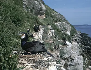 Cliff Dwelling Birds Drucke: Cormorant