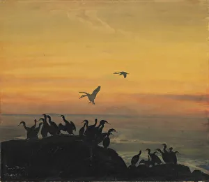 Cormorants In Nature Drucke: Cormorants by sunset