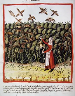 Medieval Health Handbook Drucke: Corn, 14th century. Creator: Unknown