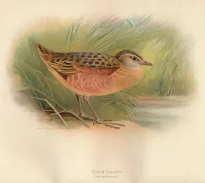 Charles Whymper Artwork Drucke: Corn Crake (Crex pratensis), 1900, (1900). Artist: Charles Whymper