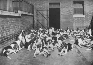Black And White Dog Photography Drucke: The Cottesmore Pack, c1902, (1903). Artist: Elliott & Fry