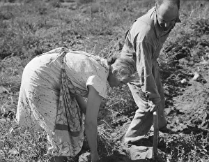 Ein Paar grubt ihre Süßkartoffeln im Herbst; Irrigon (Morrow County), Oregon; 1939. Künstlerin: Dorothea Lange
