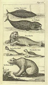 Aquatic Life Art Drucke: Several creatures, 1748. Creator: Unknown