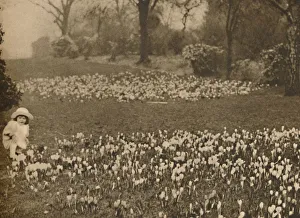 Wonderful London Publication Images Drucke: The Crocus Carpet of Spring, c1935. Creator: Unknown