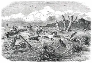 Victorian Era Animal Prints Drucke: Full Cry, 1850. Creator: Unknown