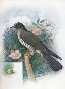 Cuckoo Bird Drucke: Cuckoo - Cuc ulus cano rus, c1910, (1910). Artist: George James Rankin