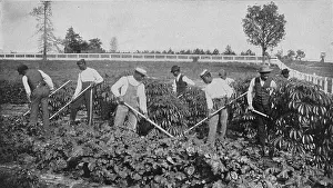 Early 20th Century Farming Practices Drucke: Cultivating a patch of cassava on the agricultural experiment plot