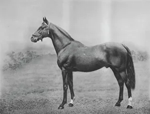 Monochrome Horses Drucke: Cyllene, 1911