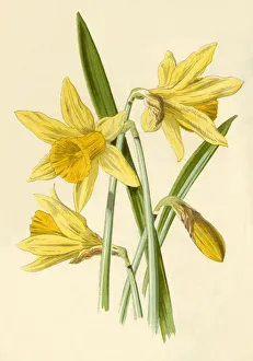 Daffodil, 1877. Künstler: Frederick Edward Hulme