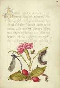 Libellenkäfer Blume Feuerkafer Spinnmilch Käfernarnika Äpfel und ... 1561/62 Lichtung von der Erleuchtung bis zum Jahr 1591/96. Schöpfer: Joris Hoefnagel