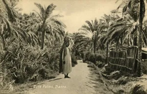 Bilder Datiert 2019 Februar: Datumspalmen, Basra, 1918-1939 (Kreier unbekannt)