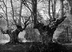 Einweihung von Burnham Beeches für die Öffentlichkeit: Frühling in Burnham Beeches, 1883. Ersteller: Unbekannt.