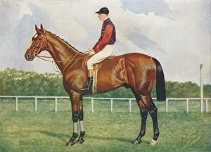 British Thoroughbred Horses Drucke: Diamond Jubilee, c1905 (c1910). Artist: Henry Powell Palfrey