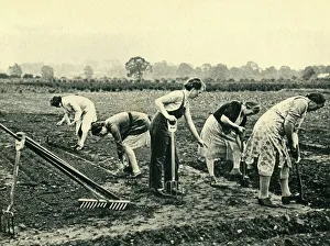WWII Agricultural Workers Drucke: Digging and Planting, 1943. Creator: Unknown