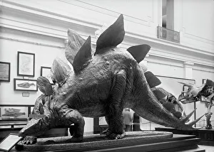 Natural History Museum Exhibits Drucke: Dinosaur - Mounted Specimen in Smithsonian