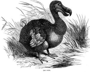 Dodo Bird Drucke: Dodo, 1884
