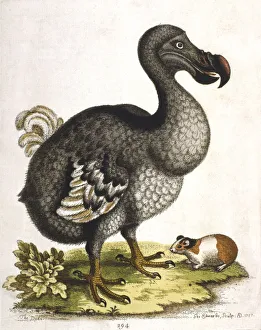 Drucke von Dodo und Guineakuh, 1750. Ein Dodo - Didus ineptus ist ein ausgestorbener Vogel ohne Flügel von Mauritius und eine Guineakuh - Cavia porcellus ist eine Säugetierart in Südamerika E Drucke: Dodos und Guineakuh, 1750. Künstler: George Edwards