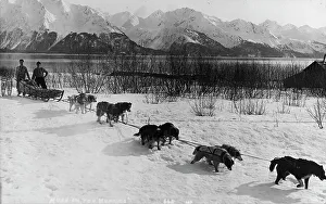 Snow Covered Mountains USA Drucke: Dog team, between c1900 and c1930. Creator: Unknown