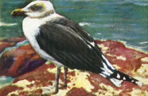 Dominikanischer Möwe, c1928. Ersteller: Unbekannt.