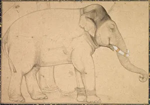 Zeichnung eines Elefanten, um 1700 von unbekannter Hand