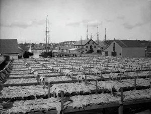 Black And White Coastal Images Drucke: Drying fish, Gloucester, Mass. c1906. Creator: Unknown