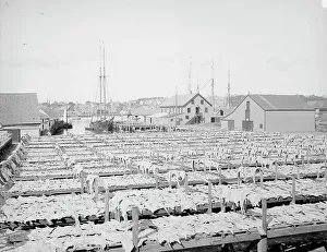 Black And White Coastal Images Drucke: Drying fish, Gloucester, Mass. c1906. Creator: Unknown
