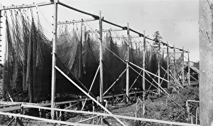 Trockennetze zwischen 1900 und 1930 von unbekanntem Künstler