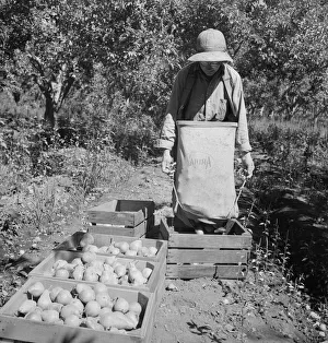 Entleerte voller Sack mit geprüften Birnen in den Korb ... Yakima-Tal, Washington , 1939. Schöpferin : Dorothea Lange