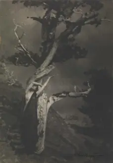 Der Sterbende Zeder, 1908. Künstler: Brigman, Anne W. (1869-1950)